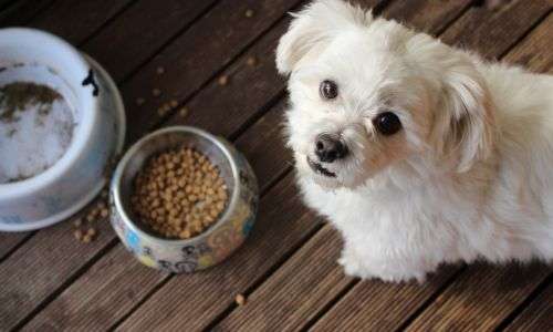 Nutritional Beta Puppy Food
